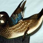 Wood Duck Hen - Decorative Floating Lifesize