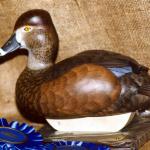 Ring-necked Duck Hen - Contemporary Decoy